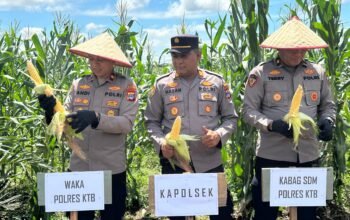 Panen Raya Jagung Dukung Ketahanan Pangan Nasional 4 IMG 20260517 WA0036