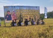 Dispertan Tapin Panen Raya Penangkaran Benih Padi, Hasilkan 5,9 Ton per Hektare