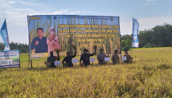 Dispertan Tapin Panen Raya Penangkaran Benih Padi, Hasilkan 5,9 Ton per Hektare