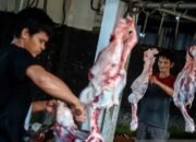 Ini Kiat Mencegah Infeksi Bagi Pemotong Hewan Kurban