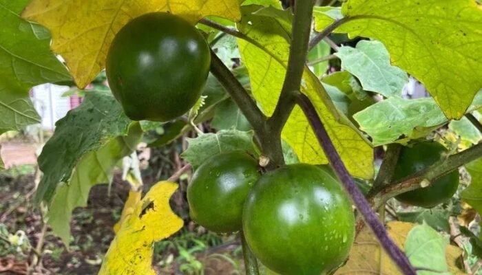 Spesies Baru Terong Berduri asal Kalimantan Diungkap BRIN