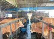 DKP3 Banjarmasin Kerahkan Tim Dokter Hewan, Pastikan Hewan Kurban Aman dan Layak Konsumsi