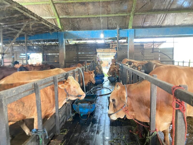 DKP3 Banjarmasin Kerahkan Tim Dokter Hewan, Pastikan Hewan Kurban Aman dan Layak Konsumsi 1 IMG 20260526 WA0031 e1779782332706