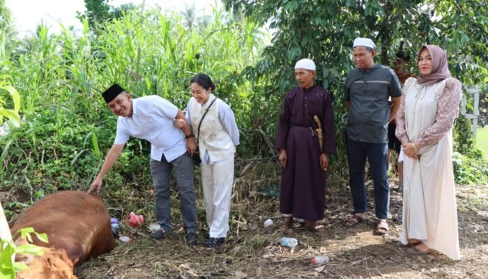 Polres HST Potong Enam Ekor Sapi Kurban