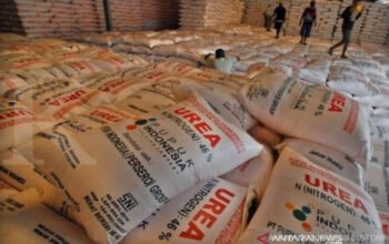 Penyaluran Puluhan Ribu Ton Pupuk Subsidi di Kalsel Diperketat 5 pupu