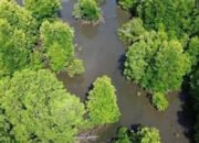 Belasan Spesies Mangrove Ditemukan di Kawasan PBPH Kotabaru