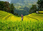 Targetkan Sawah Baru di Kalsel