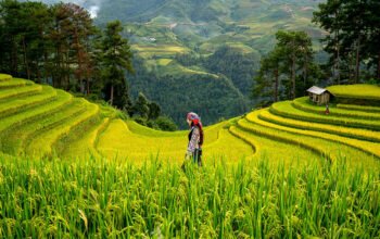 Targetkan Sawah Baru di Kalsel 4 1 utama 5 klm 10 cm sawah