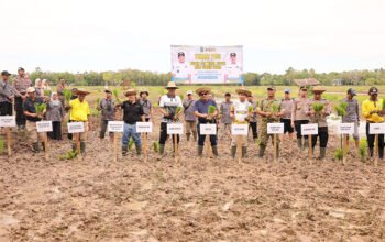 Tanam Padi di Desa Banjang Bupati Dorong Peningkatan Produksi Pertanian 4 Hal 8 HSU 4 klm