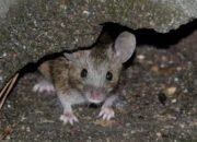 Meski Belum Ada Kasus, Dinkes Banjarmasin Minta Masyarakat Tetap Waspada Penularan Hantavirus