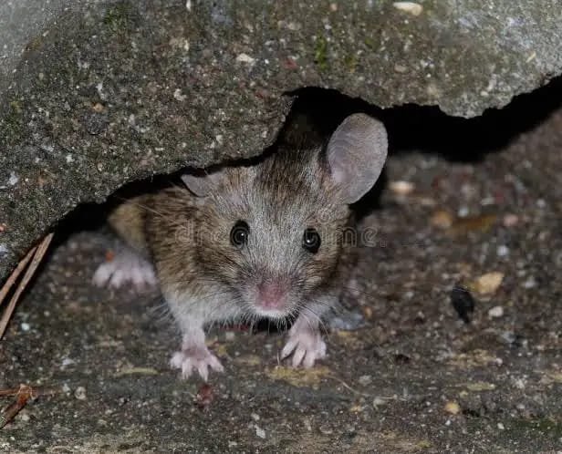 Meski Belum Ada Kasus, Dinkes Banjarmasin Minta Masyarakat Tetap Waspada Penularan Hantavirus 1 IMG 20260601 WA0039