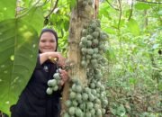 Menolak Punah, Pohon Limpasu Jadi Idola Edukasi Mahasiswa ULM di Taman Biodiversitas
