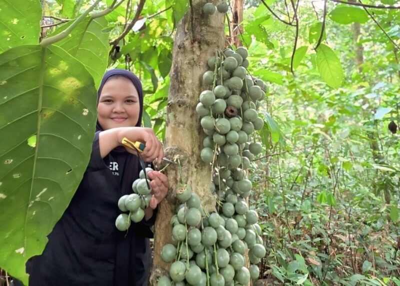 Menolak Punah, Pohon Limpasu Jadi Idola Edukasi Mahasiswa ULM di Taman Biodiversitas 1 IMG 20260609 WA0013 e1780981837798