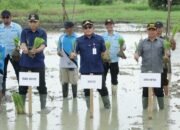 Bupati HSU H Sahrujani Tanam Padi di Desa Cempaka
