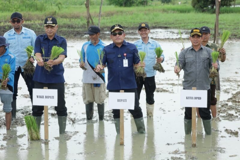 Bupati HSU H Sahrujani Tanam Padi di Desa Cempaka 1 IMG 20260610 WA0079 e1781092780865