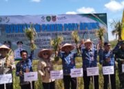 Padi Apung Tapin Buktikan Lahan Rawa Tetap Produktif