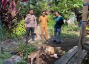 Warga Desa Batang Bahalang Geger Ternak Domba Mati