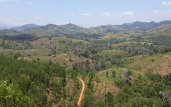 hutan