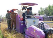 Panen Raya di Kurau, Bupati Tekankan Optimalisasi Alsintan dan IP 200