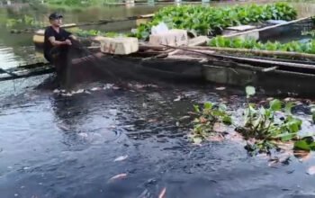 Hal 4 4 KLM Martapura Dampak Kemarau