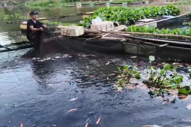 Kemarau, DKPP Pantau Keramba Jala Apung Pembudidaya Ikan 1 Hal 4 4 KLM Martapura Dampak Kemarau