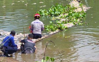Pemkab-Relawan Gerak Cepat Tangani Dampak Kematian Ikan Massal 4 Hal 4 4 KLM Martapura gerak cepat