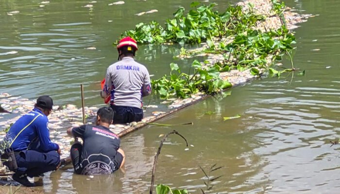 Pemkab-Relawan Gerak Cepat Tangani Dampak Kematian Ikan Massal