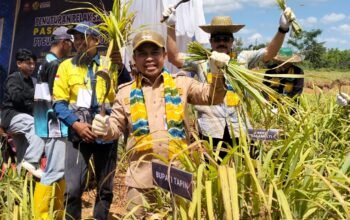 Lahan Bekas Tambang di Tapin Disulap Jadi Sentra Serai Wangi, Hasilkan Pendapatan Baru bagi Warga 4 IMG 20260707 WA0006