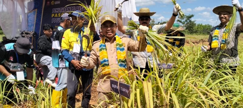 Lahan Bekas Tambang di Tapin Disulap Jadi Sentra Serai Wangi, Hasilkan Pendapatan Baru bagi Warga 1 IMG 20260707 WA0006 e1783378812580