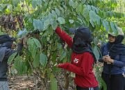 Expronas 2026, Mahasiswa ULM Belajar Panen Kopi Hingga Pengolahan