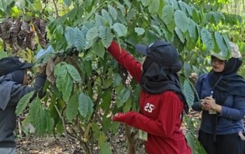 Expronas 2026, Mahasiswa ULM Belajar Panen Kopi Hingga Pengolahan 4 IMG 20260719 WA0042