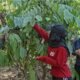 Expronas 2026, Mahasiswa ULM Belajar Panen Kopi Hingga Pengolahan