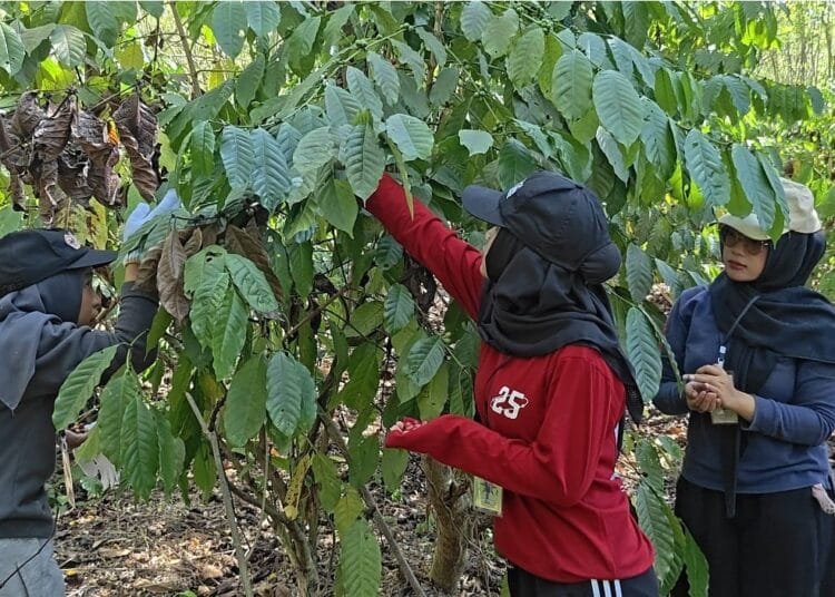 Expronas 2026, Mahasiswa ULM Belajar Panen Kopi Hingga Pengolahan 1 IMG 20260719 WA0042