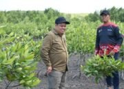 Peringati Hari Mangrove Sedunia, Kadishut Tanam Bibit Mangrove