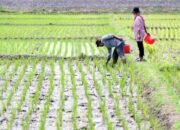 DPKP Kalsel Perkuat Produktivitas Pertanian Selama Musim Kemarau