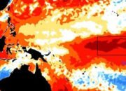 Padam di Kondisi El-Nino, Sangat Dikeluhkan