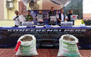Penyelundupan Sisik Trenggiling Jaringan Internasional Dibongkar Polda Kalsel 4 1 3 klm 4 cm tringgiling