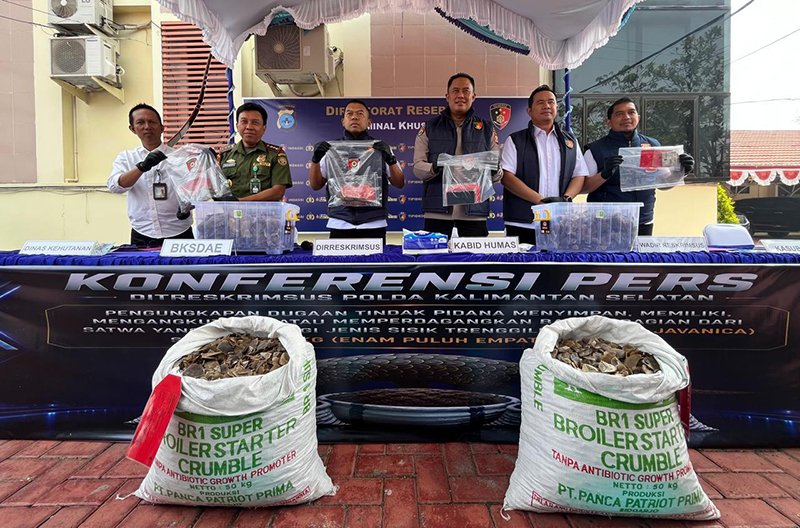Penyelundupan Sisik Trenggiling Jaringan Internasional Dibongkar Polda Kalsel 1 1 3 klm 4 cm tringgiling