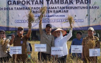 1 3 klm 5 cm Kontrak Martapura 4 Panen Padi