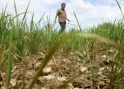 6.691 Hektare Sawah Terdampak Kekeringan