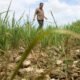 6.691 Hektare Sawah Terdampak Kekeringan