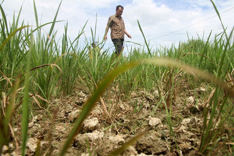 6.691 Hektare Sawah Terdampak Kekeringan 1 1 kering