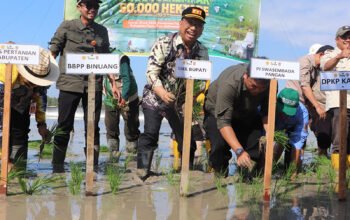 Percepat Tanam di Lahan Optimasi dan Cetak Sawah Rakyat 4 Hal 12 Tapin 35 klm