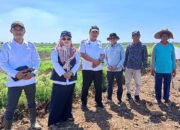 Tinjau Lokasi CSR, Distan Dorong Pompanisasi-Padi Umur Pendek