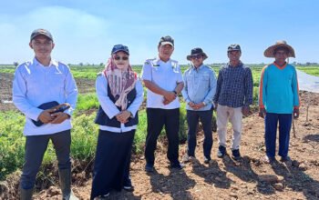 Tinjau Lokasi CSR, Distan Dorong Pompanisasi-Padi Umur Pendek 4 Hal 4 4 KLM Martapura Tinjau CSR