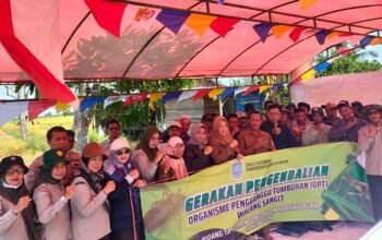 Distan-Petani Gempur Walang Sangit di Martapura Barat 4 Hal 4 4 KLm Martapura Gempur Hama