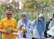 Bupati Panen Melon Golden di Lahan Pekarangan