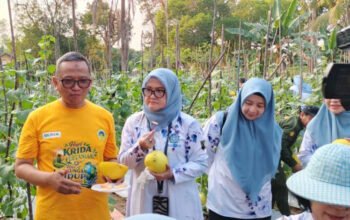 Bupati Panen Melon Golden di Lahan Pekarangan 4 Hal 8 Tabalong Adv 1 3 klm