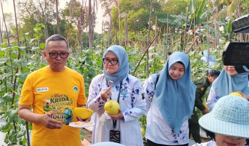 Bupati Panen Melon Golden di Lahan Pekarangan 1 Hal 8 Tabalong Adv 1 3 klm