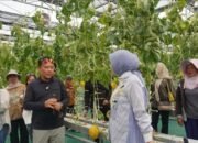 Ketua TP-PKK Aisyah Thisia Panen Melon Smart Greenhouse
